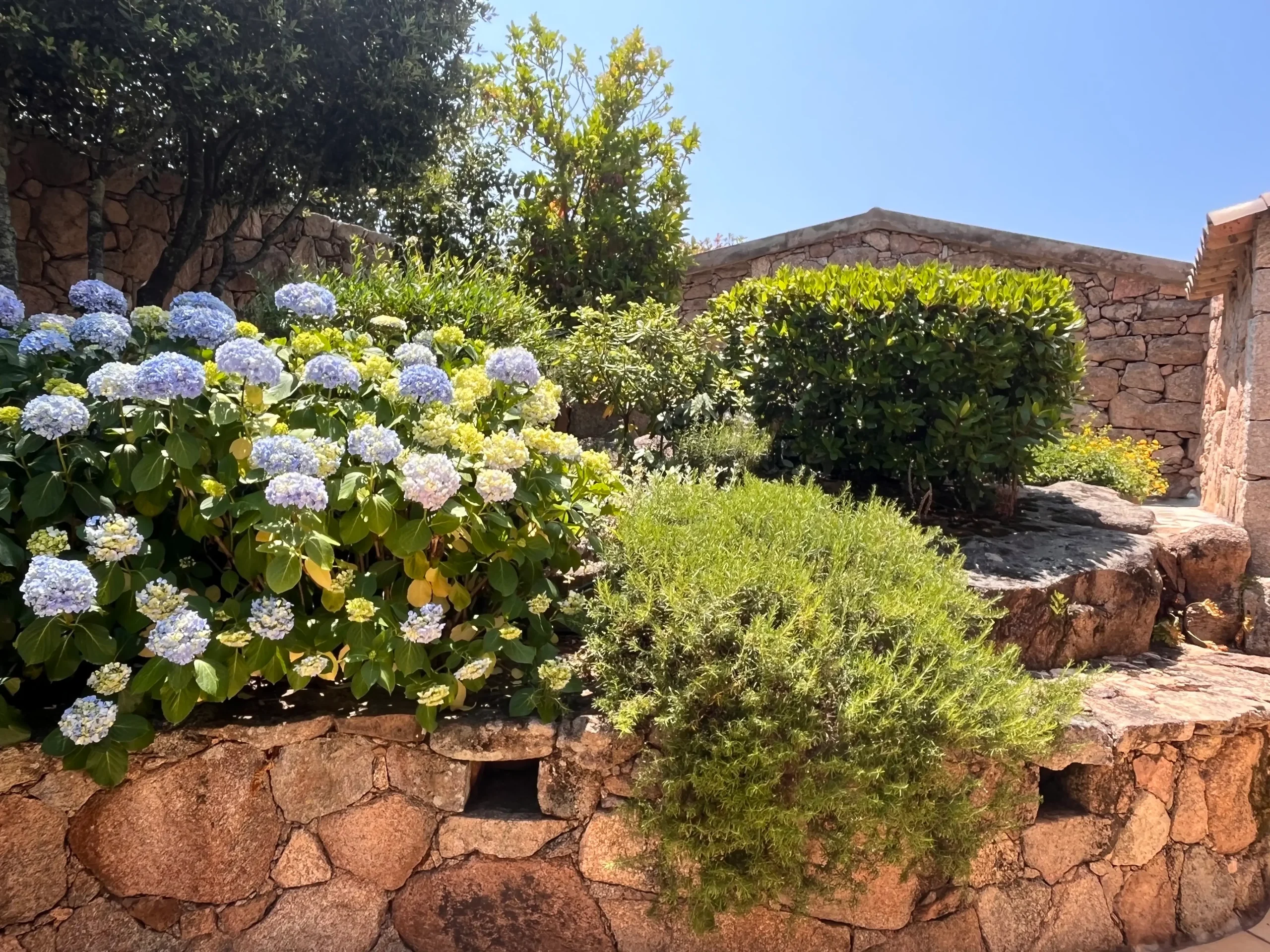 Landscaped garden with hydrangeas and traditional stone walls in a luxury villa in South Corsica.